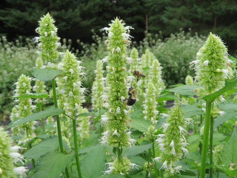 Agastache ‘Snow Pike’ ( Agastache foeniculum )