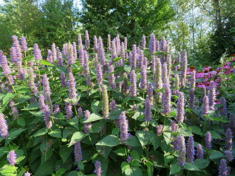 Agastache fenouil ( Agastache foeniculum )