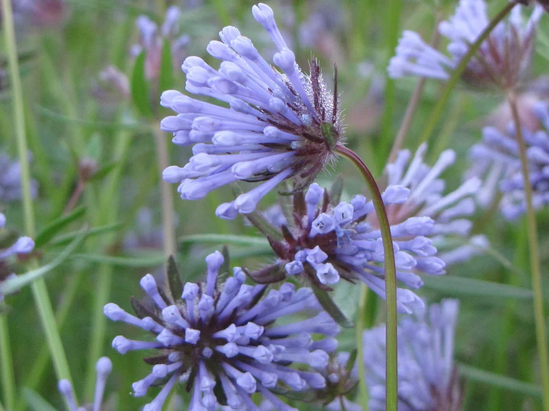 Aspérule azurée ( Asperula orientalis )