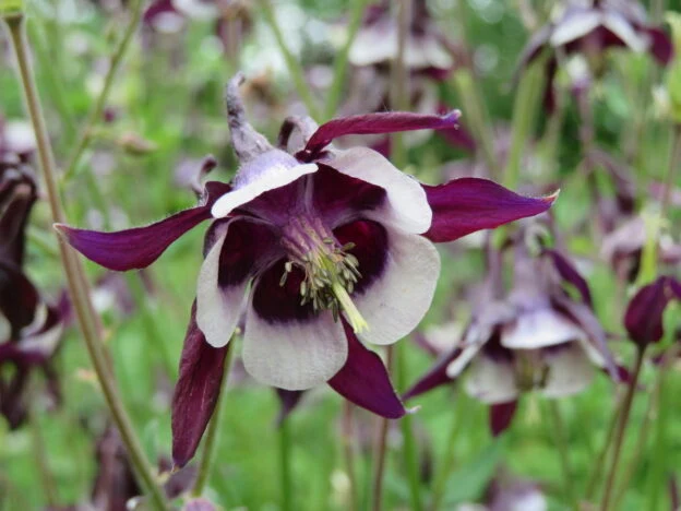 Ancolie ‘William Guiness’ ( Aquilegia vulgaris )