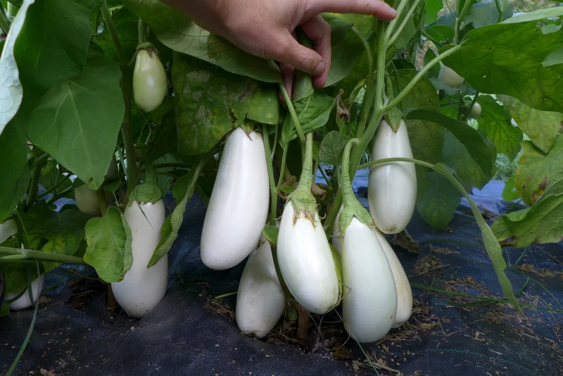 Aubergine ‘Casper’ ( Solanum melongena )