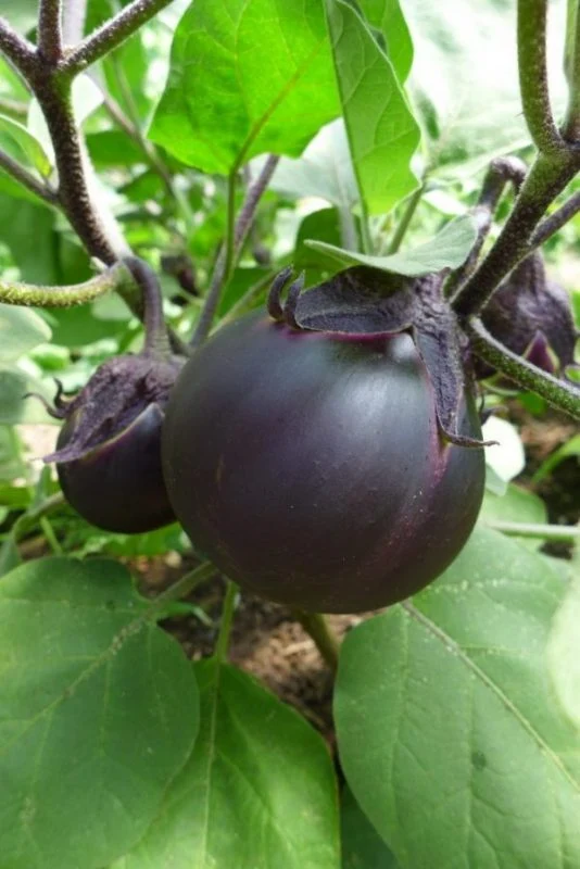 Aubergine ‘Kamo’ ( Solanum melongena )