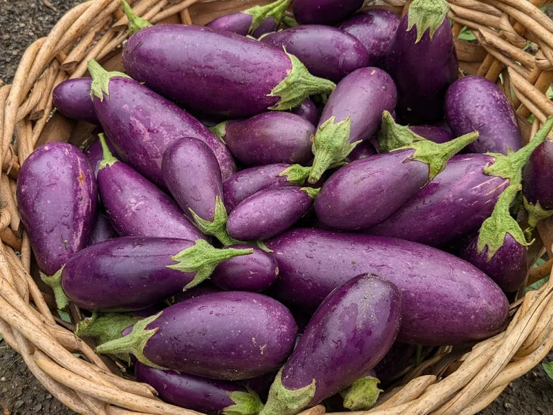 Aubergine ‘Jewel Amethyst’ ( Solanum melongena )