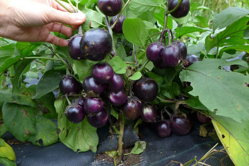 Aubergine ‘Mini Bambine’ ( Solanum melongena )