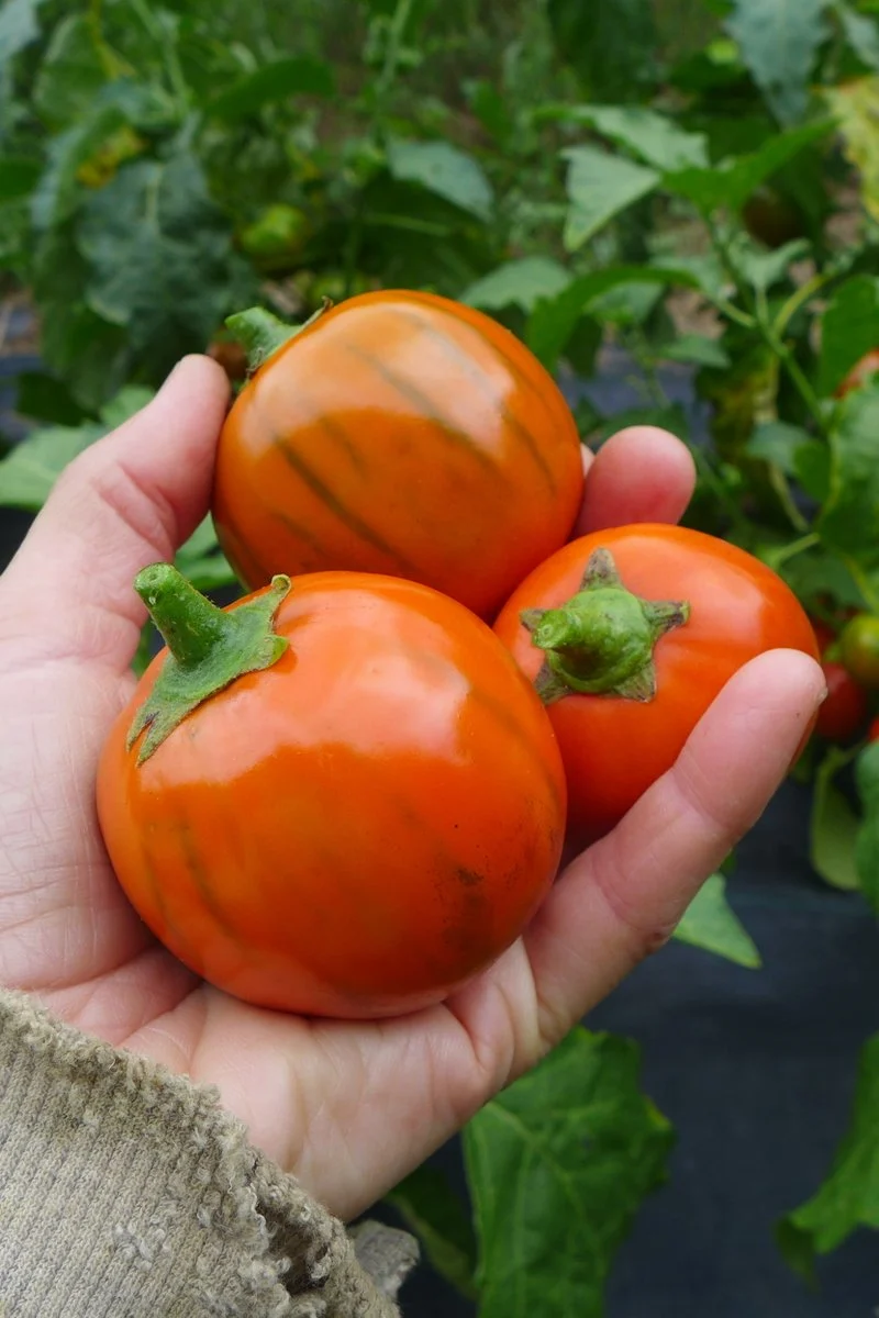 Aubergine ‘Turkish Orange’ ( Solanum aethiopicum )