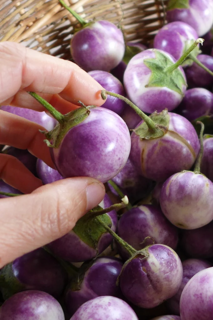 Aubergine ‘Thai Lavender Frog Egg’ ( Solanum melongena )