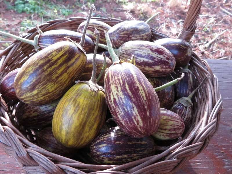 Aubergine ‘Udumalpet’ ( Solanum melongena )