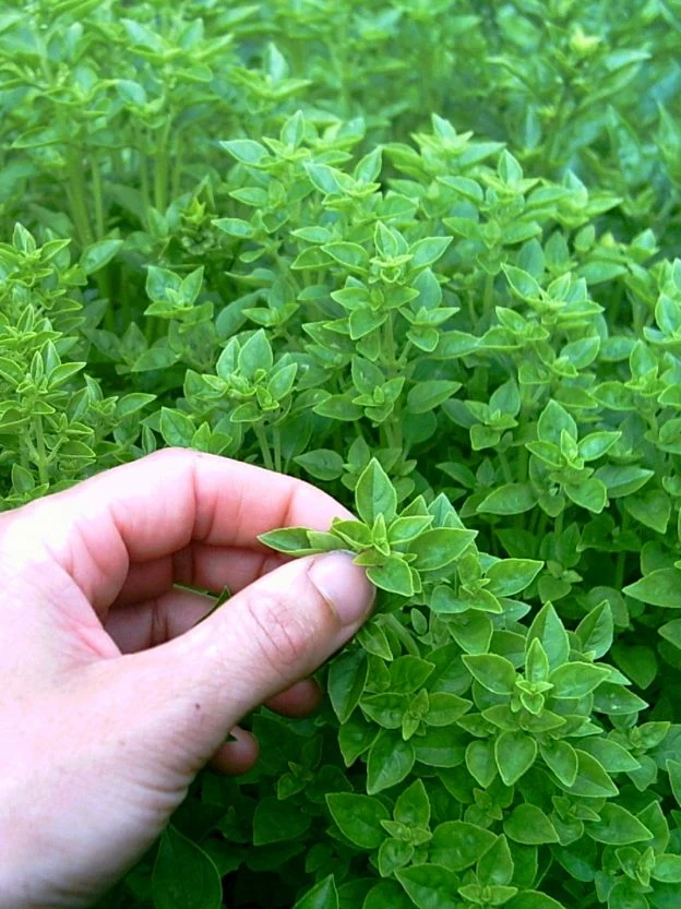 Basilic grec ( Ocimum minimum )