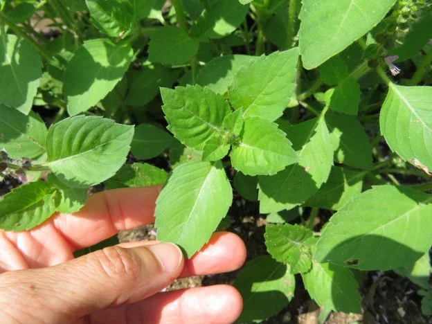 Basilic ‘Blue Spice’ ( Ocimum americanum )