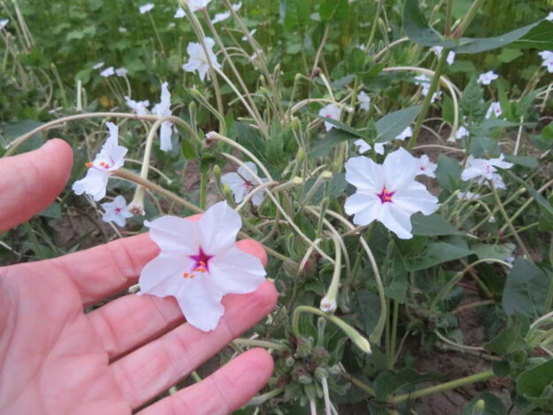 Belle-de-nuit à longues fleurs ( Mirabilis longiflora )