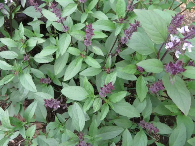 Basilic thaï ( Ocimum basilicum var. thyrsiflora )