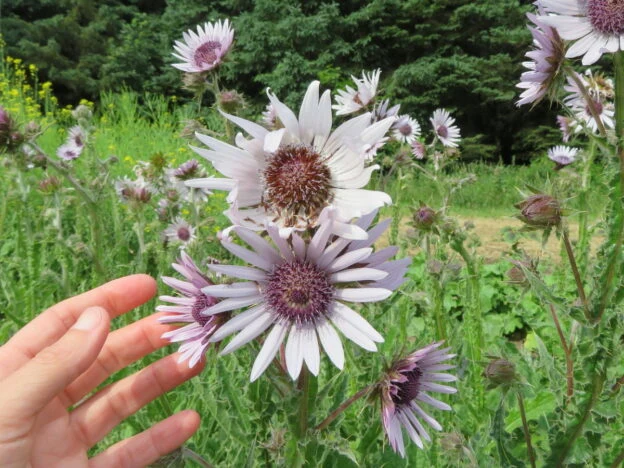 Berkheya purpurea ( Berkheya purpurea )