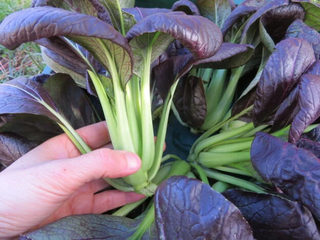 Bok choy ‘Purple Lady’ ( Brassica rapa )