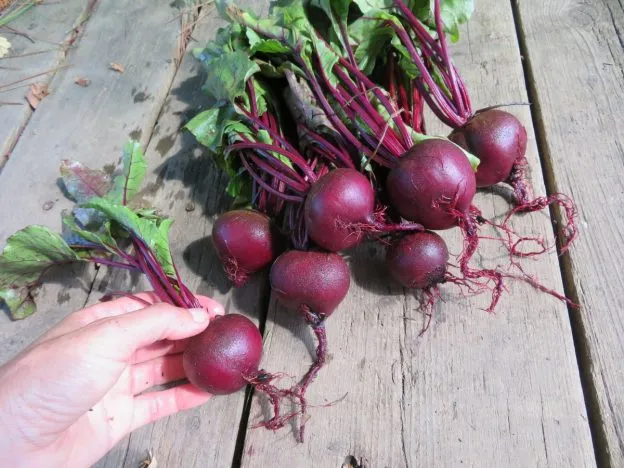 Betterave ‘Babybeet’ ( Beta vulgaris )