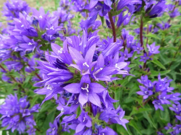 Campanule à bouquets ( Campanula glomerata )