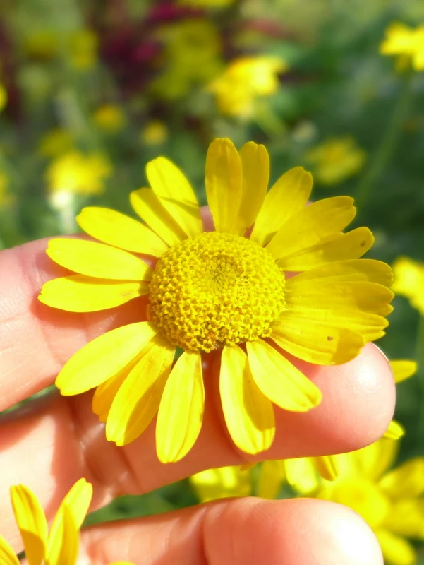 Camomille des teinturiers ( Anthemis tinctoria )