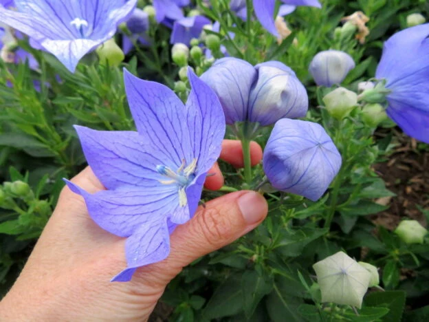 Campanule à grandes fleurs ( Platycodon grandiflorus )