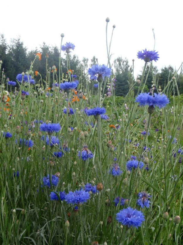 Centaurée bleue ( Centaurea cyanus )