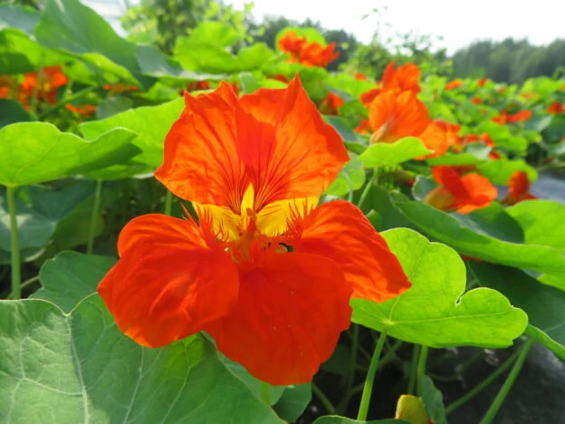 Capucine ‘Spitfire’ ( Trapaeolum majus )
