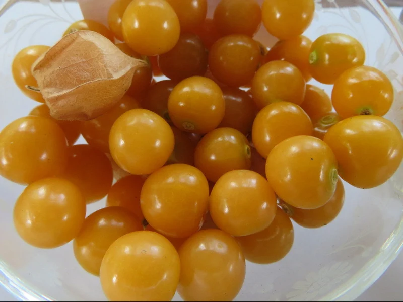 Cerise de terre ‘Cossack Geltower’ ( Physalis pruinosa )