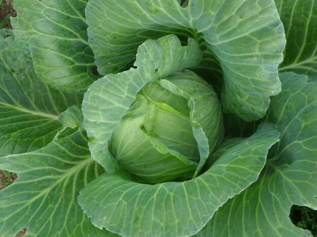 Chou ‘Copenhagen Market’ ( Brassica oleracea )