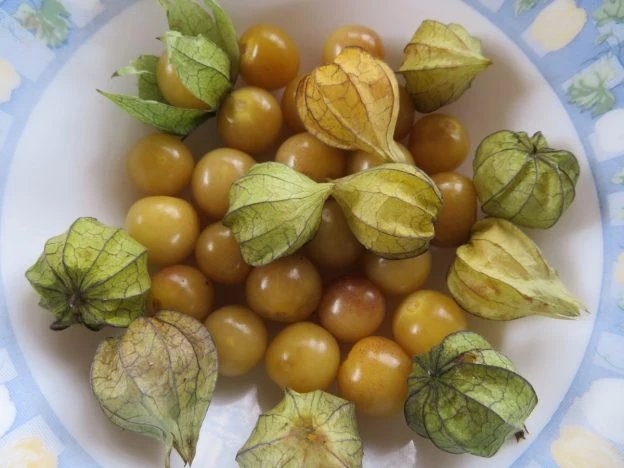 Cerise de terre pygmée ( Physalis minima )
