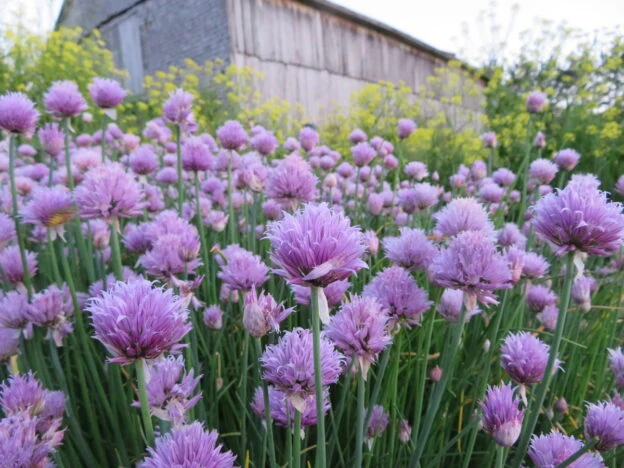 Ciboulette commune ( Allium schoenoprasum )