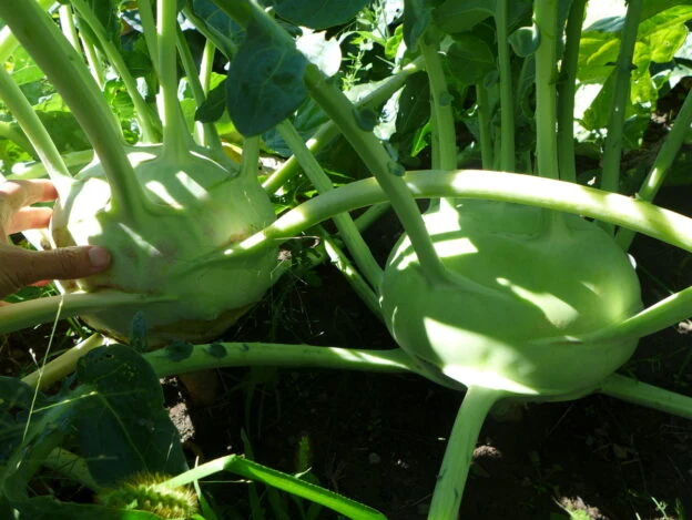 Chou-rave ‘Superschmelz’ ( Brassica oleracea var. gongylodes )