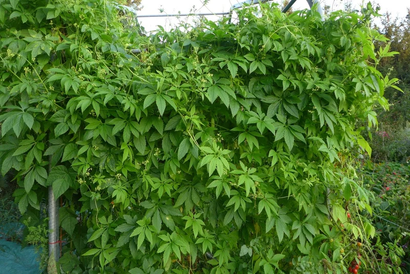 Concombre ‘Achocha’ ( Cyclanthera pedata )