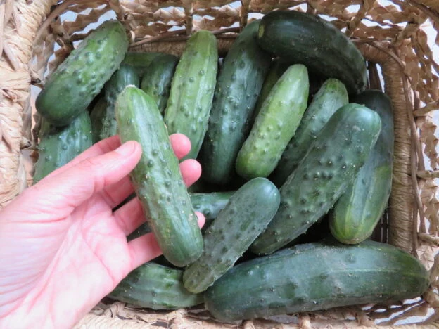 Concombre ‘Québec Vert’ ( Cucumis sativus )