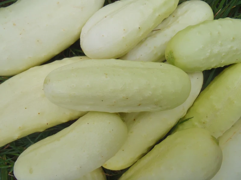 Concombre ‘Boothby's Blond’ ( Cucumis sativus )