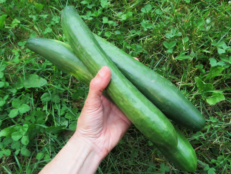 Concombre ‘Télégraphe’ ( Cucumis sativus )