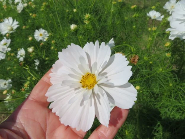 Cosmos ‘Fizzy White’ ( Cosmos bipinnatus )