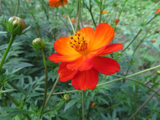 Cosmos sulfureux rouge ( Cosmos sulphureus )