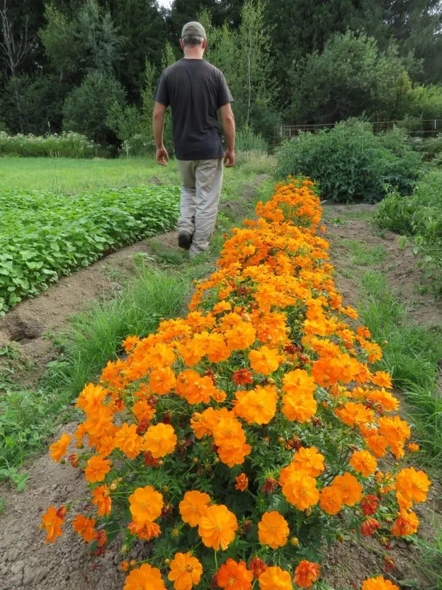 Cosmos sulfureux nain ( Cosmos sulphureus )
