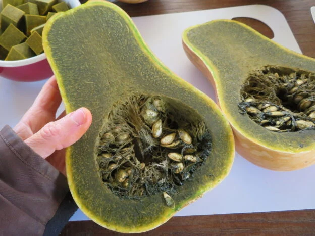 Courge verte ‘Ayote’ ( Cucurbita moschata )