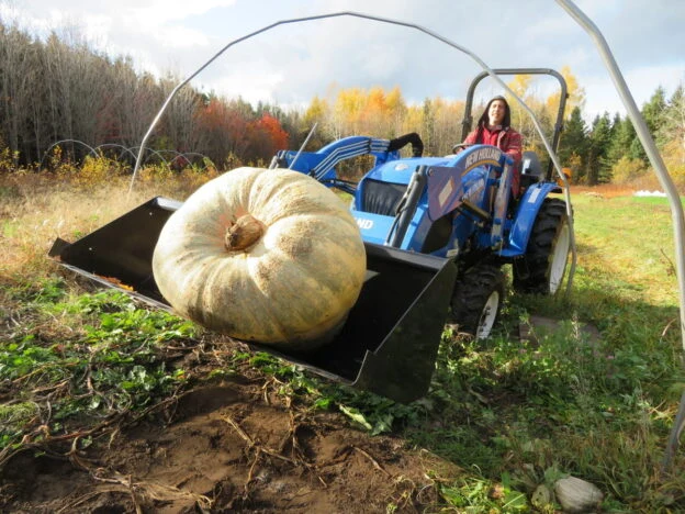 Courge ‘Atlantic Giant’ ( Cucurbita maxima )