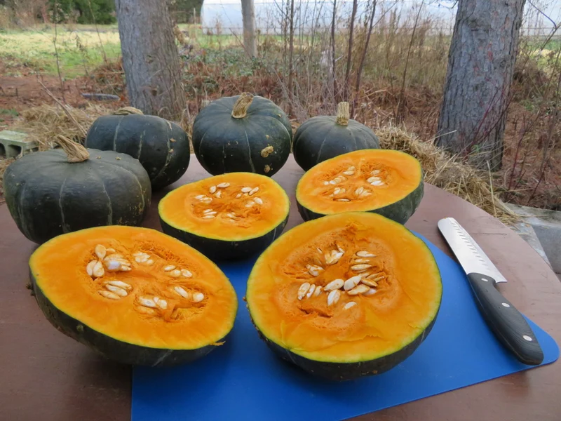 Courge ‘Burgess Buttercup’ ( Cucurbita maxima )