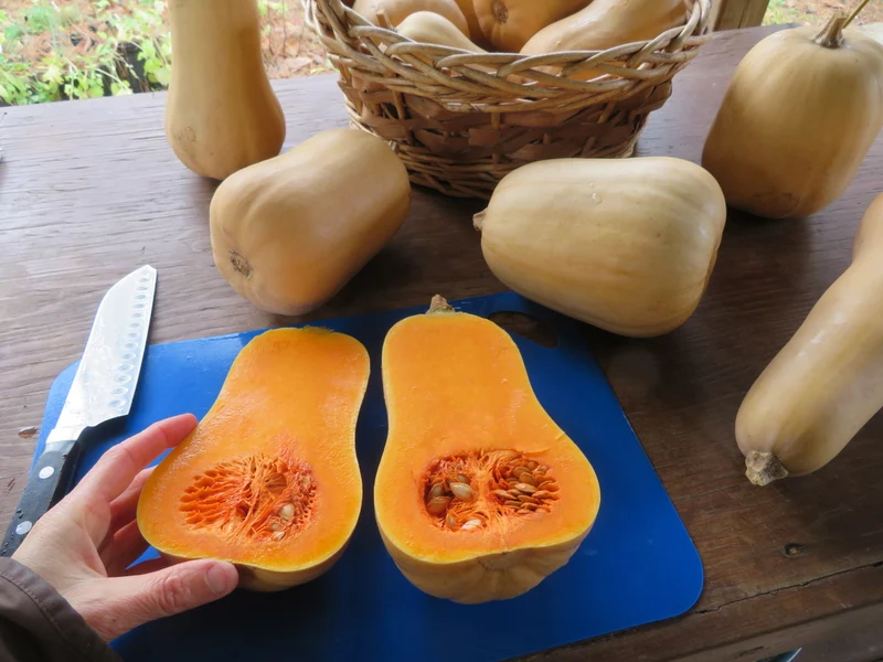 Courge ‘Butterpaq’ ( Cucurbita moschata )