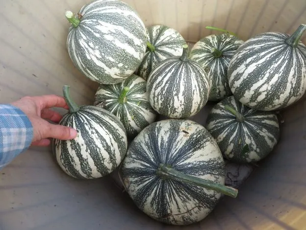 Courge ‘Mexican Wild Green’ ( Cucurbita argyrosperma )