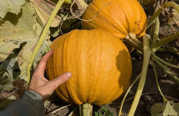 Courge ‘Miranda’ ( Cucurbita pepo )