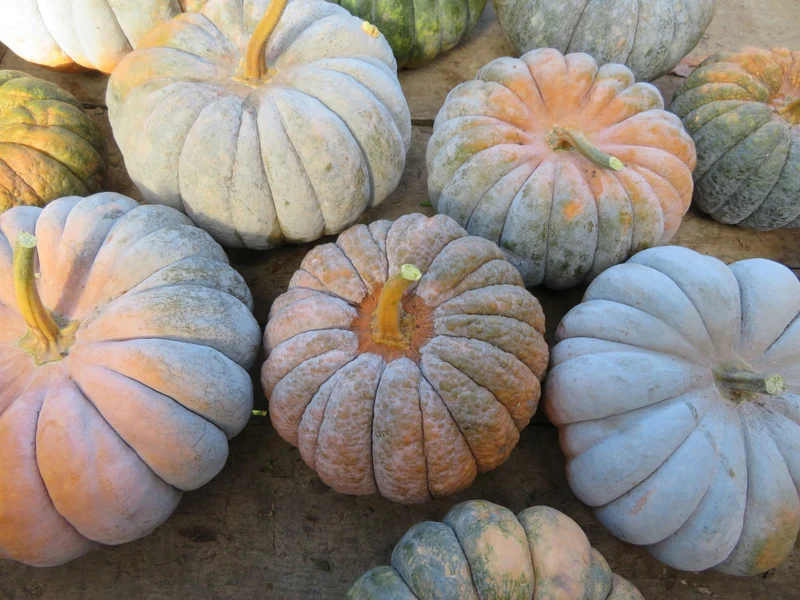 Courge ‘Mini musquée de Provence’ ( Cucurbita moschata )