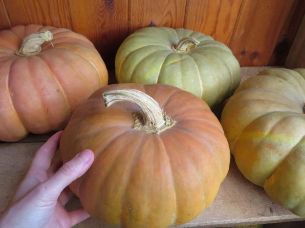 Courge ‘Strawberry Crown’ ( Cucurbita maxima )