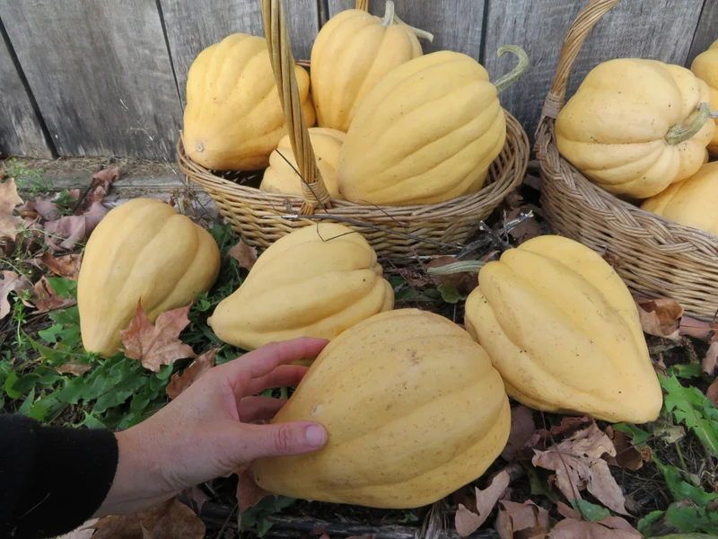 Courge ‘Thelma Sanders’ ( Cucurbita pepo )