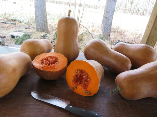 Courge ‘Sucrine du Berry’ ( Cucurbita moschata )