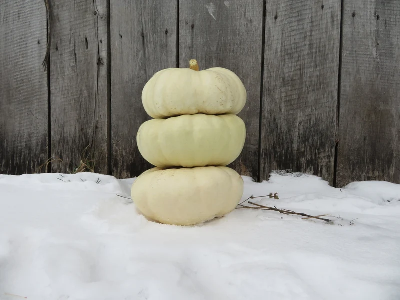 Courge ‘White Flat Boer Ford’ ( Cucurbita maxima )