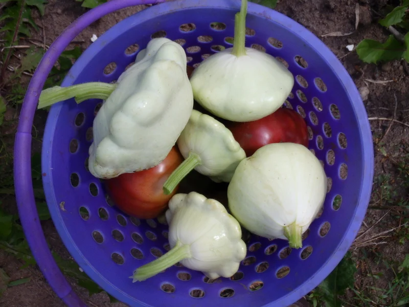 Courge pâtisson ‘Benning's Green Tint’ ( Cucurbita pepo )
