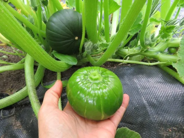 Courge ‘Zapallito del Tronco’ ( Cucurbita maxima )