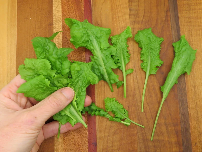 Cresson à large feuille ( Lepidium sativum )