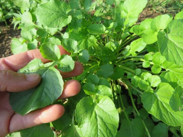 Cresson de jardin ‘Barbaree’ ( Barbarea verna )